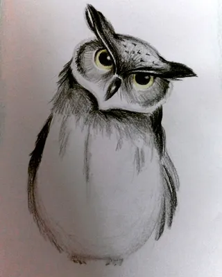 Рисунок совы для срисовки милый (29 шт)