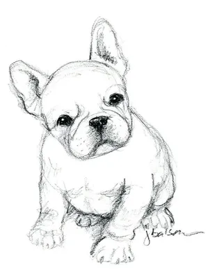 Маленькие рисунки животных простым карандашом (48 фото) » рисунки для  срисовки на Газ-квас.ком