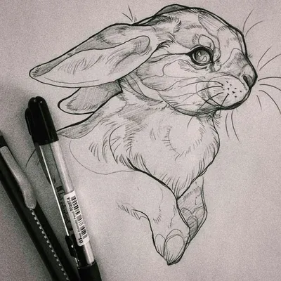 Животные рисунки простым карандашом - 80 фото