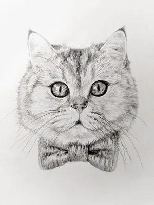 Крутые рисунки животных карандашом (24 фото) » Рисунки для срисовки и не  только
