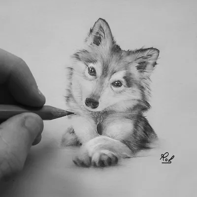 Картинки для срисовки карандашом красивые животные