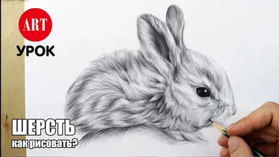 Рисунки карандашом животные для начинающих и легко (47 фото) » рисунки для  срисовки на Газ-квас.ком