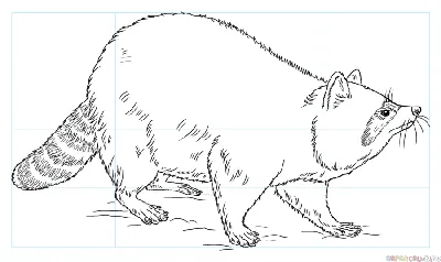 Картинки животных для срисовки карандашом (100 рисунков) • Прикольные  картинки KLike.net