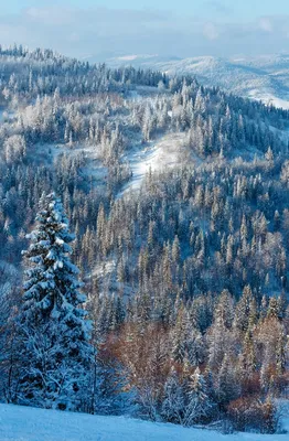 Зима заставка на телефон - 58 фото