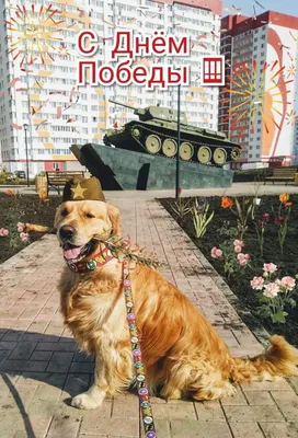 День Победы: лучшие открытки и поздравления с 9 мая - МК Новосибирск