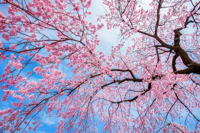Весенний Луг Весна Признаки Весны - Бесплатное фото на Pixabay - Pixabay