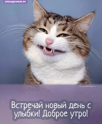Кис Кис - Доброе утро, котики! | Facebook