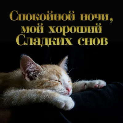 Пин от пользователя Ирина Акшанова на доске Пожелания... | Милые котики,  Веселые картинки, Ночь