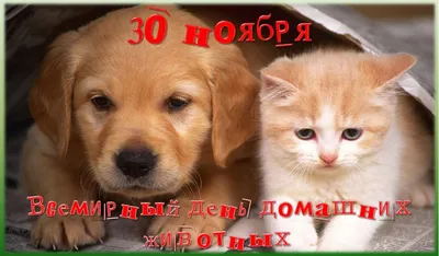 Ветслужба информирует о порядке захоронения домашних животных »  Администрация города Луганска - Луганской Народной Республики