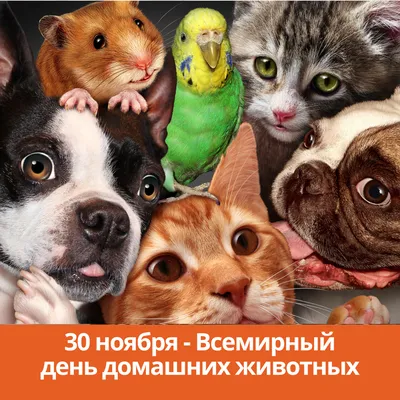 30 ноября - Всемирный день домашних животных - Каменск 24
