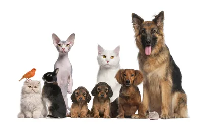 Всемирный день домашних животных - 30 ноября | Государственная библиотека  Югры