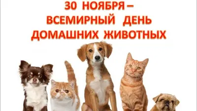 30 ноября Всемирный день домашних животных | ДК Россия