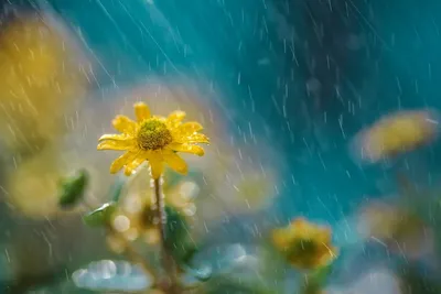 Дождь и солнце; день чудесный! | Пикабу