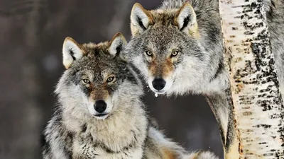 Два волка - Качественный Казахстан