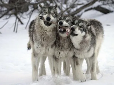 два волка смотрят друг на друга издалека, картинки волков, волки, волк фон  картинки и Фото для бесплатной загрузки