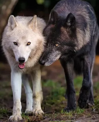 Месть волкам за бабушку и пони? | Euronews