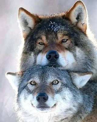 Онлайн пазл «Два волка»