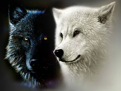 Притча о Черном и Белом Волке | Перелом Сознания | Дзен