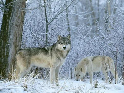 Тату нательное временно / два волка - купить по выгодным ценам в  интернет-магазине OZON (1076551564)