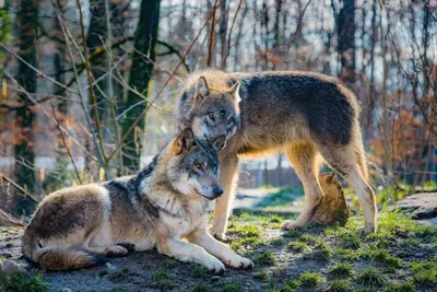 2 волка стоковое изображение. изображение насчитывающей охота - 5665995