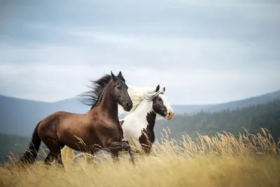 две лошади смотрят друг на друга через травяное поле, смешная картинка с  лошадью, смешной, лошадь фон картинки и Фото для бесплатной загрузки