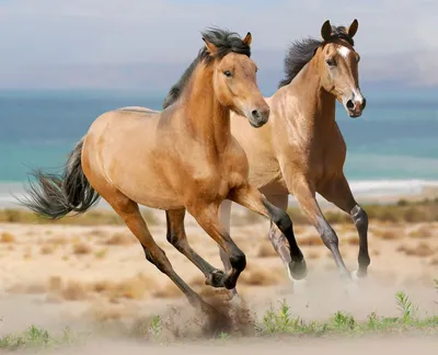 Две красивые лошади на лугу, крупным планом :: Стоковая фотография ::  Pixel-Shot Studio