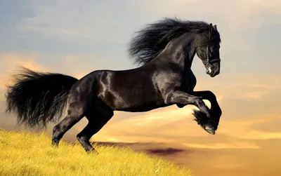Две лошади стоят друг против друга…» — создано в Шедевруме