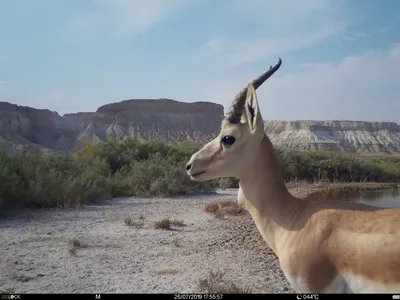 Dzheiran reserve in Bukhara. Full information about Dzheiran reserve