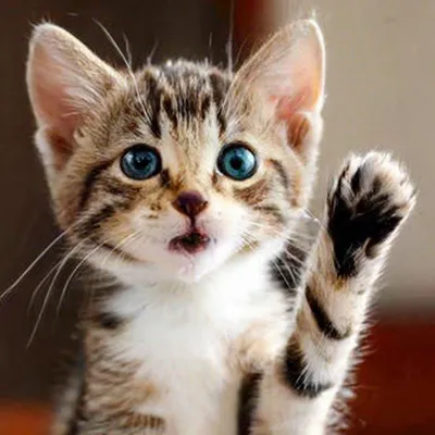 Котенок с милыми глазками поднимает …» — создано в Шедевруме