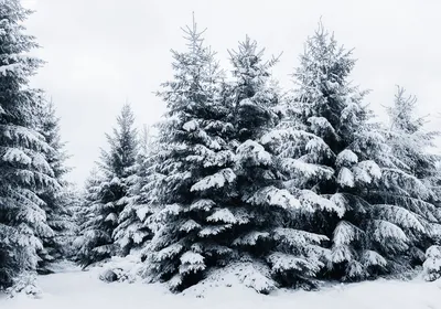 Елка в снегу рисунок - 69 фото