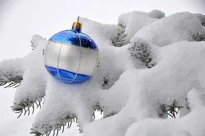 Ветка елки в снегу. Зимний пейзаж.Иголки крупным планом Stock Photo | Adobe  Stock