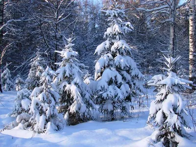 Зима февраль - 135 фото