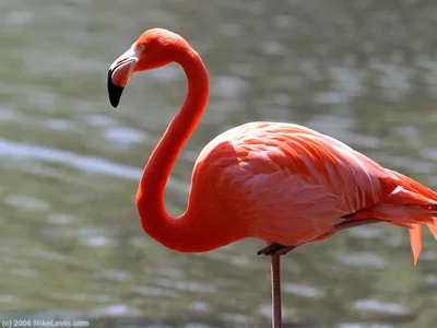 Красный/Розовый фламинго - eBird