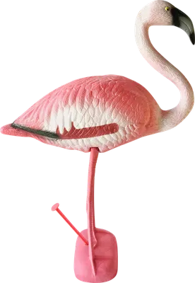 Розовый фламинго поселился на берегу лимана у Черного моря в Новороссийске  - KP.RU