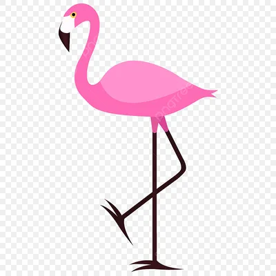 В Новороссийске заметили розового фламинго на Суджукской косе, Автор блога  о животных рассказал, как розовый фламинго оказался в Новороссийске - 29  апреля 2022 - 93.ru
