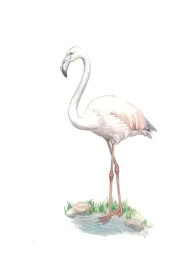 Розовый фламинго — Phoenicopterus roseus / Статьи / Птицы Европы