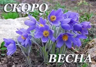 Милые девушки, скоро весна :) | Пикабу