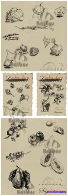 нарисованные векторные фрукты дракона на белом фоне PNG , на, растение,  свежий PNG картинки и пнг рисунок для бесплатной загрузки