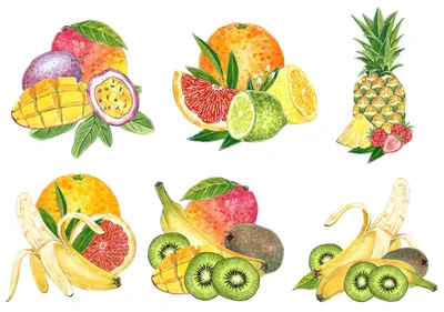 Иллюстрация Экзотические фрукты в стиле 2d, академический рисунок,