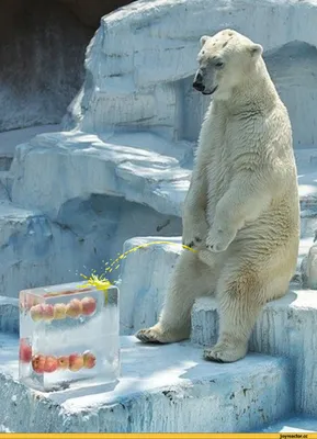 Цитрусовые фрукты и кубы льда Стоковое Фото - изображение насчитывающей  природа, охлаждать: 87929142