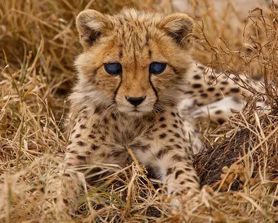 Детеныши иранского гепарда вскоре появятся на свет - IRNA Pусский