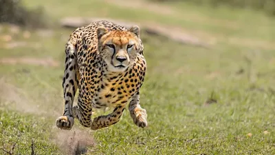 Чучело детеныша гепарда Stock Photo | Adobe Stock