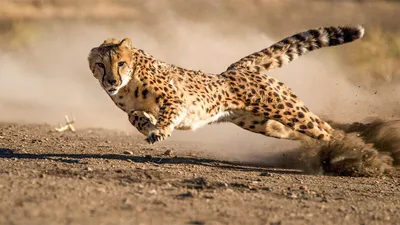 Гепард. Скорость, которая может убить самого гепарда | ZoO | Дзен