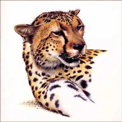 Gepard гепарда стоковое изображение. изображение насчитывающей гепард -  10354517