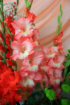 букет из 19 розовых гладиолусов с зеленью - купить в Москве по ценам от  5380.00 рублей с оперативной доставкой в каталоге интернет-магазина  Цветочный рай