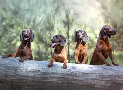 Группа из трех гончих собак на сером фоне | Премиум Фото