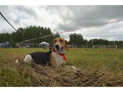 Эстонская гончая: стандарты 🐕 породы, особенности содержания - ГульДог