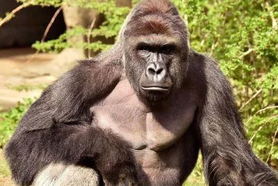 Почему в Африке укус гориллы — метка стыда | О, КУЛЬТУРивание | Дзен