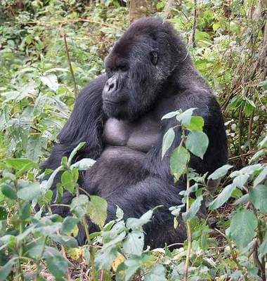 В зоопарке умер самый старый самец гориллы // Новости НТВ