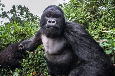 Интересные факты о горных гориллах — Best of Africa